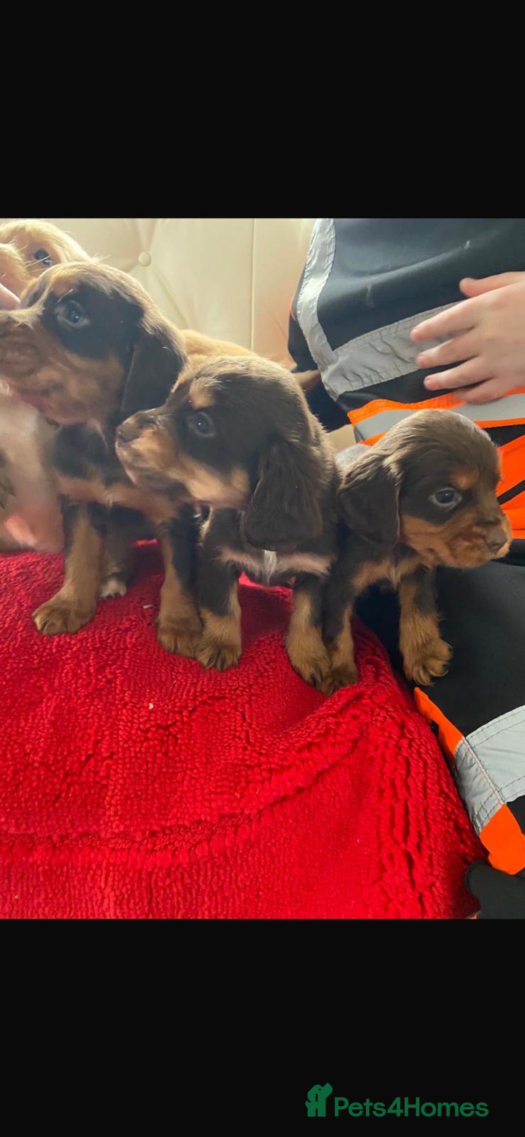 Cocker Spaniel dogs for sale: Beautiful litter of cocker spaniel puppys - Advert 14