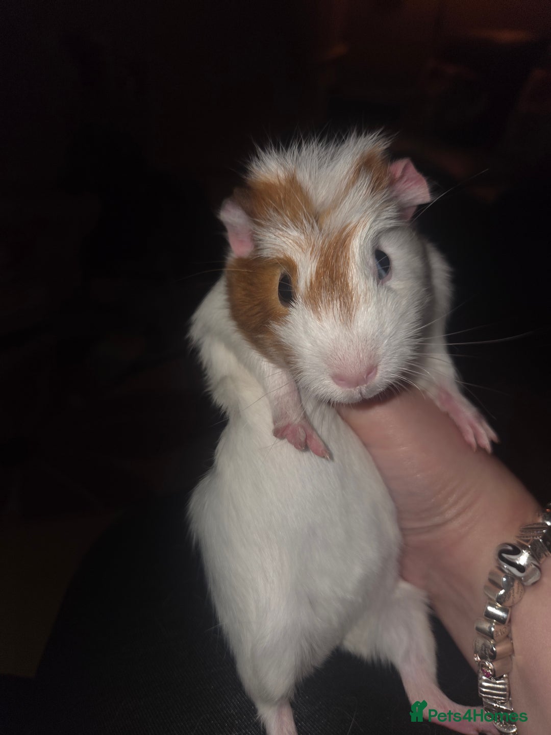 Guinea Pig rodents for sale: Baby female guinea pig - Image 8