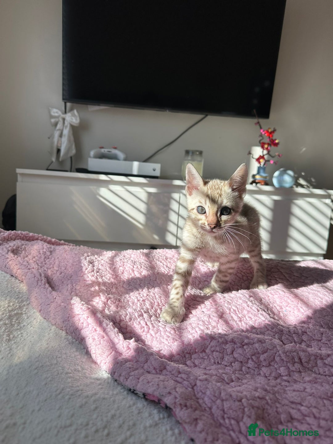 Bengal cats for sale: Beautiful pure Bengal kittens - Image 11