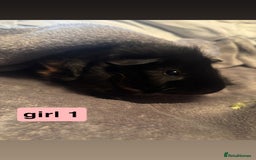 Guinea Pig rodents for sale: Guinea pigs  - Image 4