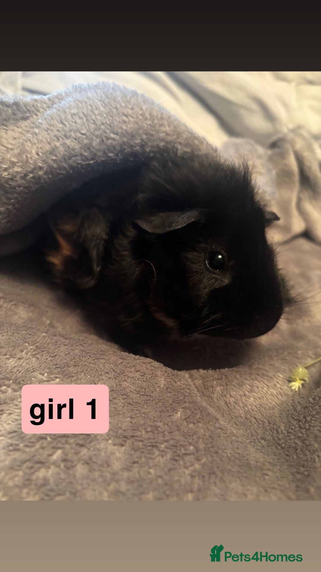 Guinea Pig rodents for sale: Guinea pigs  - Image 4