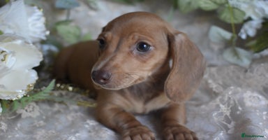 Miniature Dachshund dogs - Advert 15