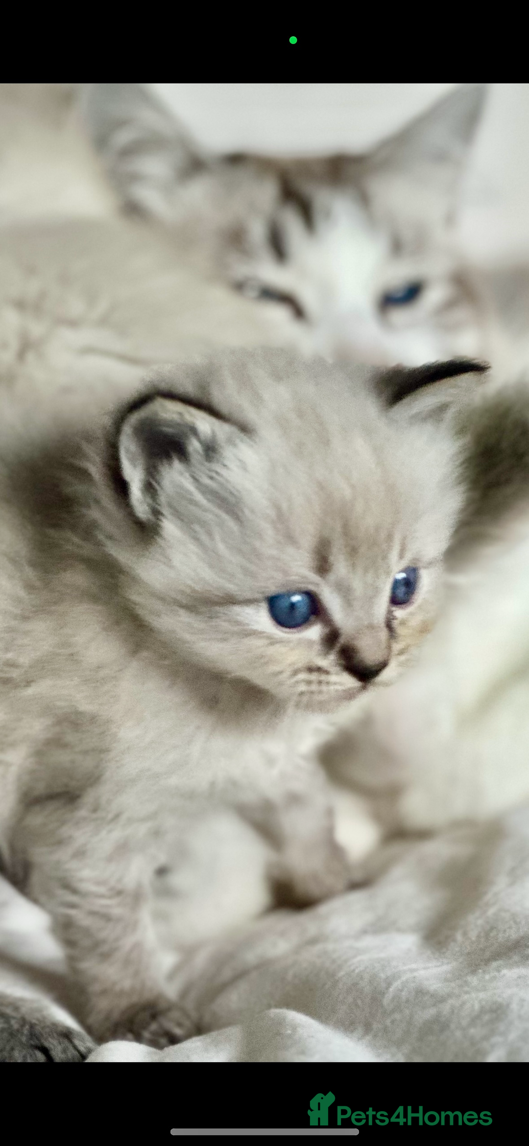 Ragdoll cats for sale: 🌼GCCF waiting list now open for spring babies 🌼 - Advert 12