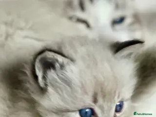 Ragdoll cats 🌼GCCF WAITIING LIST NOW OPEN 🌼 - Advert 1