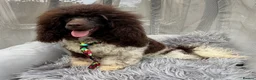 Toy Poodle dogs for stud: KC REG EXTENSIVELY HEALTH TESTED PARTI STUD  - Advert 3