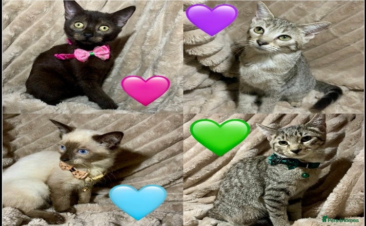 Mixed Breed cats in Chester - Advert 14