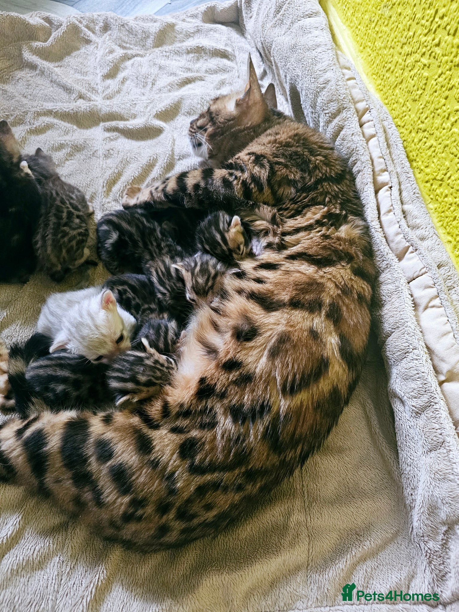 Bengal cats Adorable Bengal Kittens - Advert 2