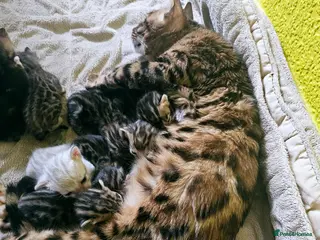 Bengal cats Adorable Bengal Kittens - Advert 11