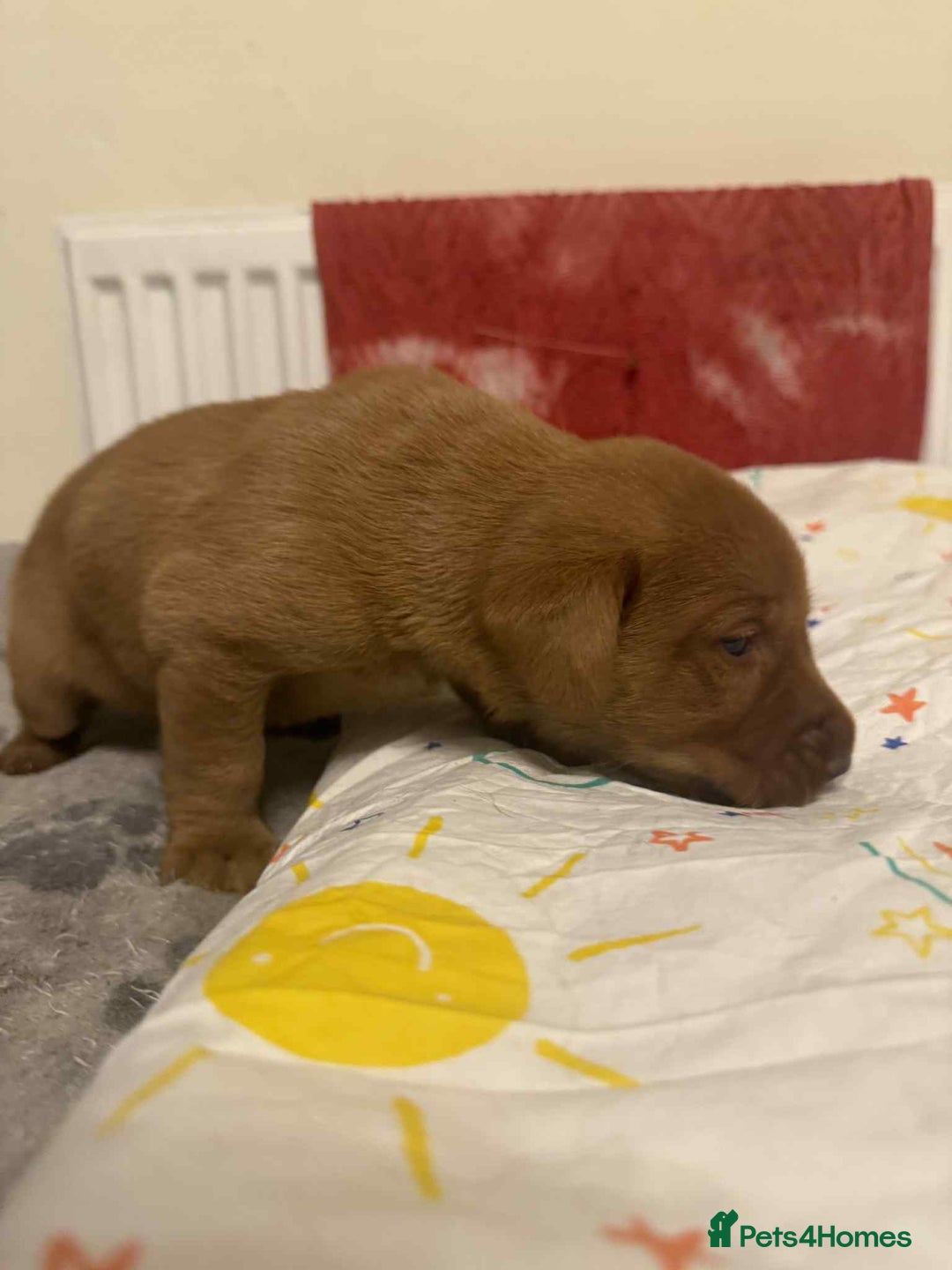 Labrador Retriever dogs for sale: Stunning Fox red labradors  - Image 7