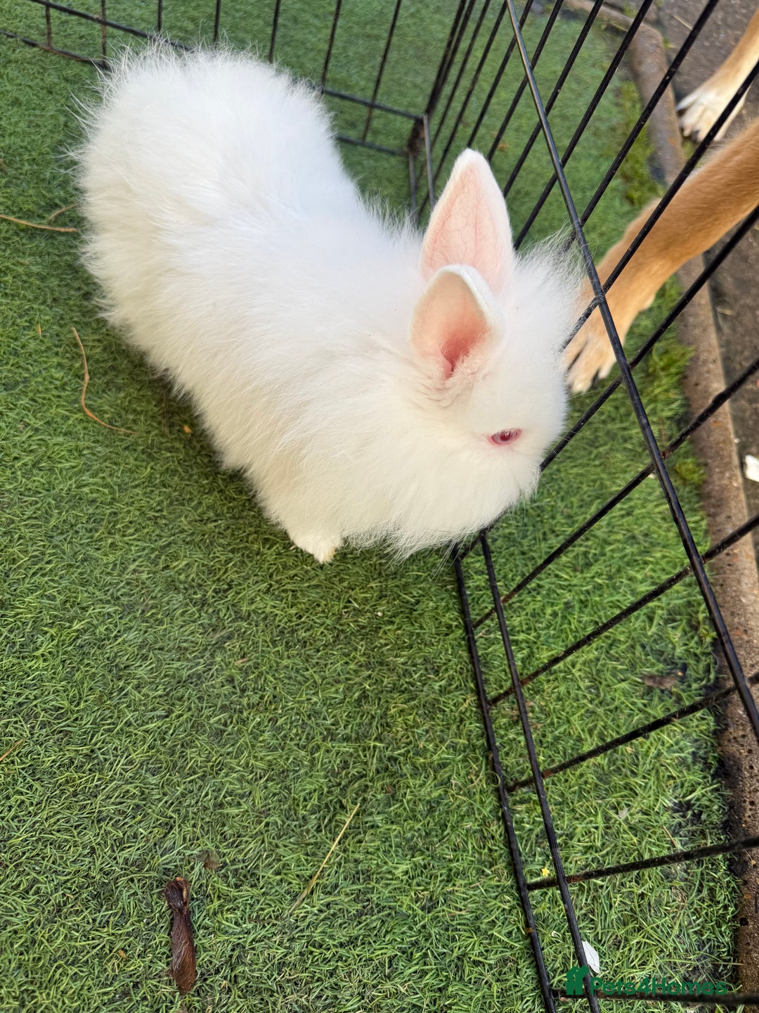 Mixed Breed rabbits for sale: Baby rabbits ready now  - Advert 8