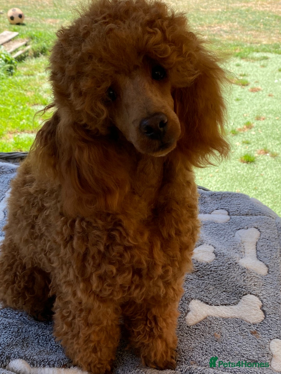 Maltipoo dogs for sale: Adorable Maltipoos Puppies  - Advert 39