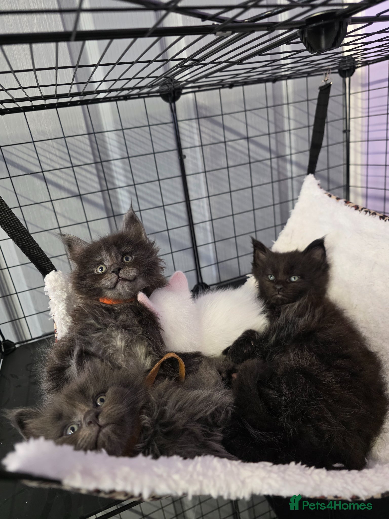 Maine Coon cats Maine coons - Advert 5