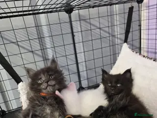 Maine Coon cats Maine coons - Advert 5