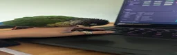 Conures birds for sale: Bertie the 17 year old Female Green Cheek in Driffield - Advert 9