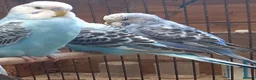 Budgerigars birds for sale: Baby Budgies For Sale - Advert 1