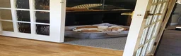 Mixed Breed dogs for sale: Milo The Lemon Cross Beagle - Advert 7