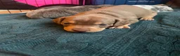 Mixed Breed dogs for sale: Dachshund hybrid puppies 🩷🩵 LAST ONE AVAILABLE  - Advert 18