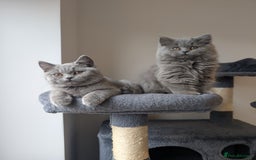 British Shorthair cats for sale: Reduced British Shorthair kittens Ready  - Image 5
