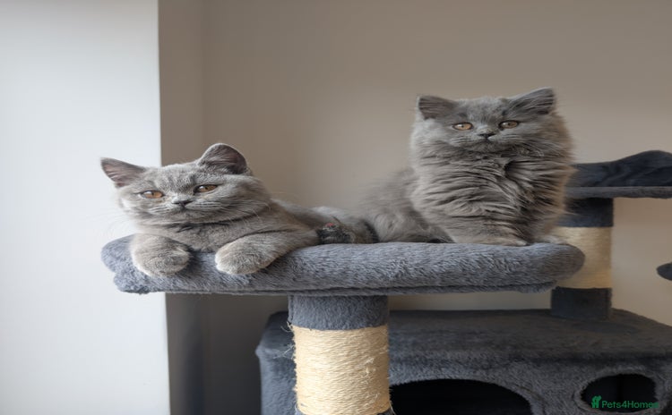 British Shorthair cats - Advert 3