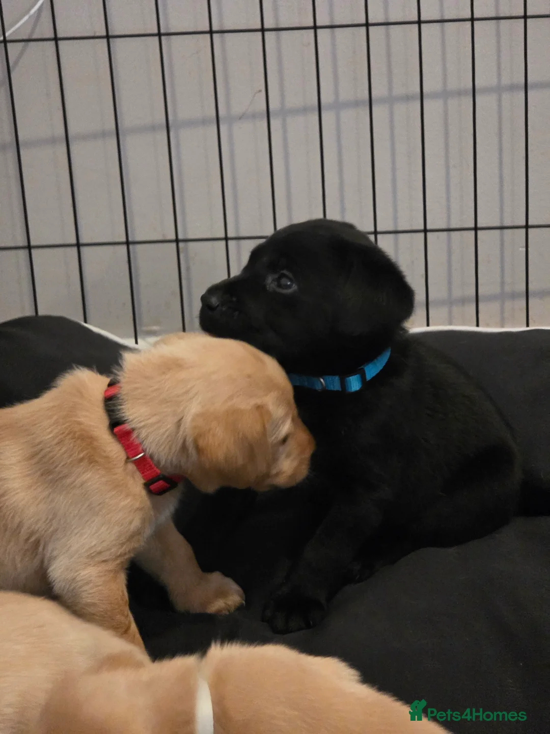 Labrador Retriever dogs for sale: Beautiful labrador puppies  - Advert 2