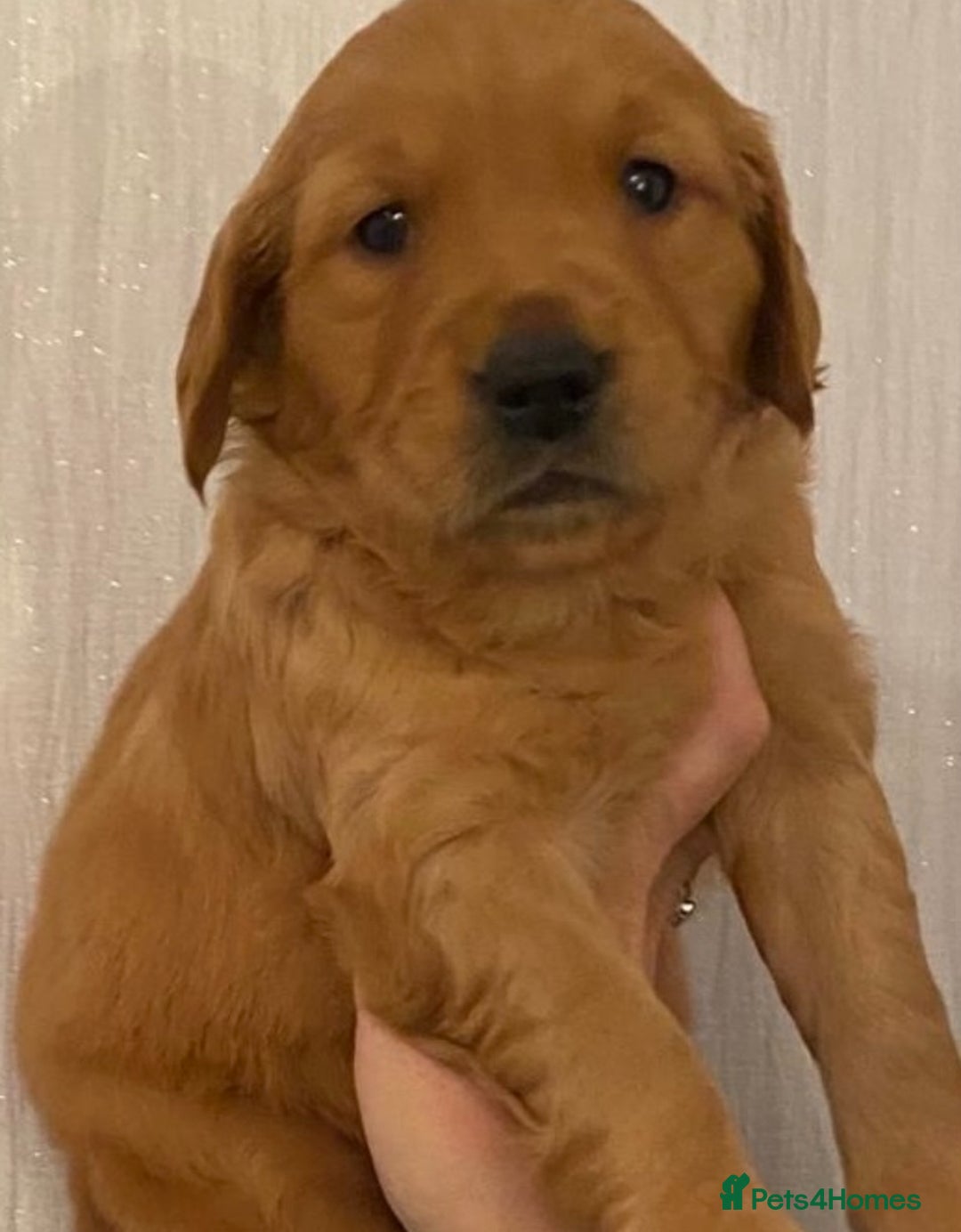 Golden Retriever dogs for sale: Gorgeous kc red  golden retriever puppies  - Image 9
