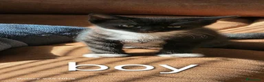 Mixed Breed 2