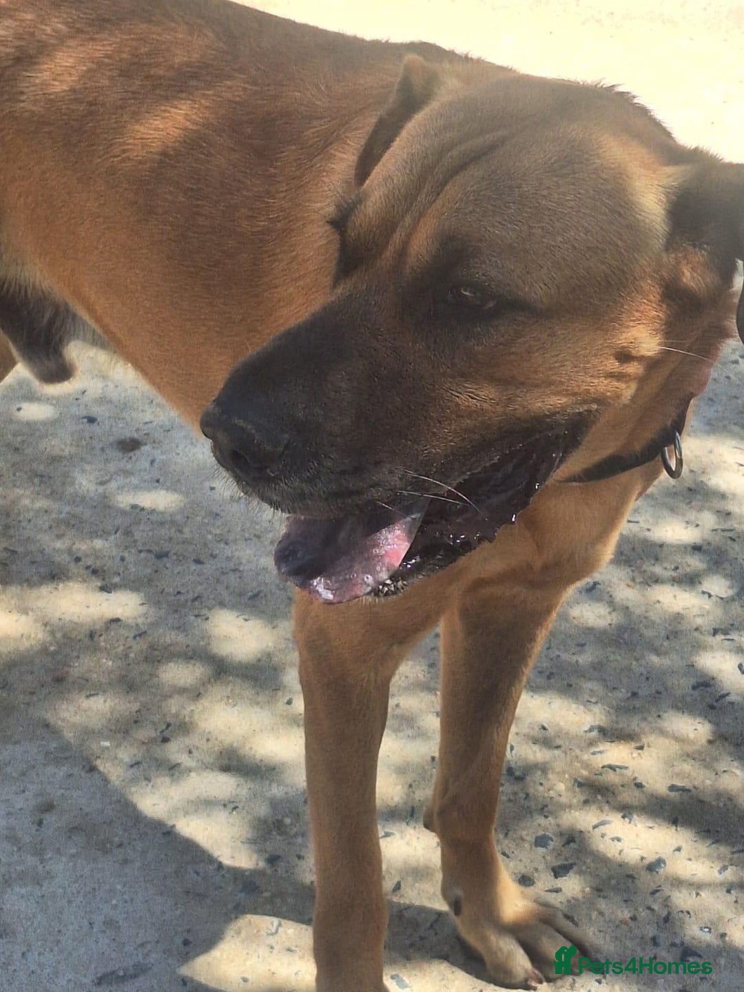 Mixed Breed dogs for adoption: Urgent 🚨 Home for Kobi  in Hengoed - Image 16