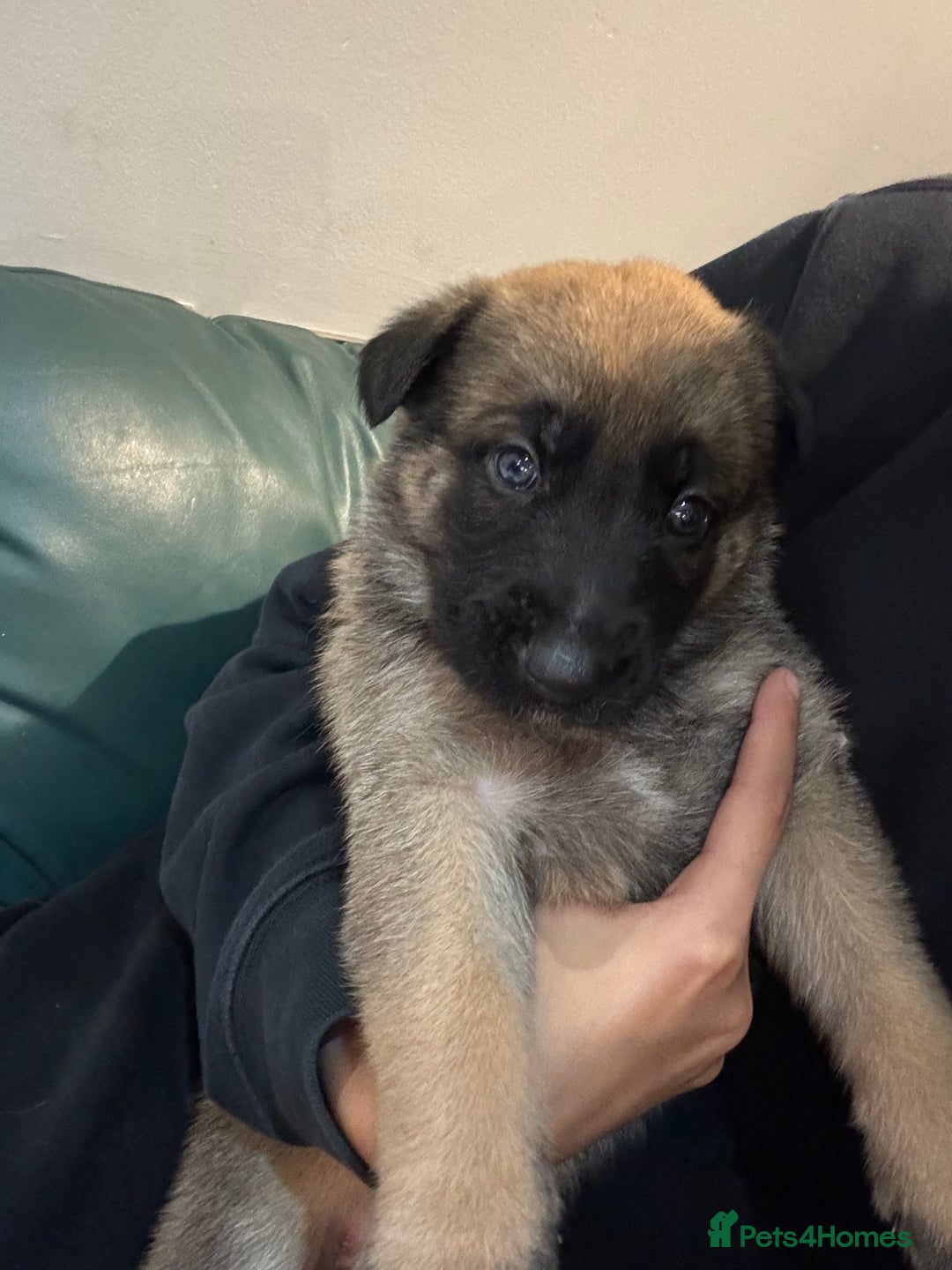 Mixed Breed dogs for sale: 7 German Shepherd & Belgian Malinois Puppies - Image 6