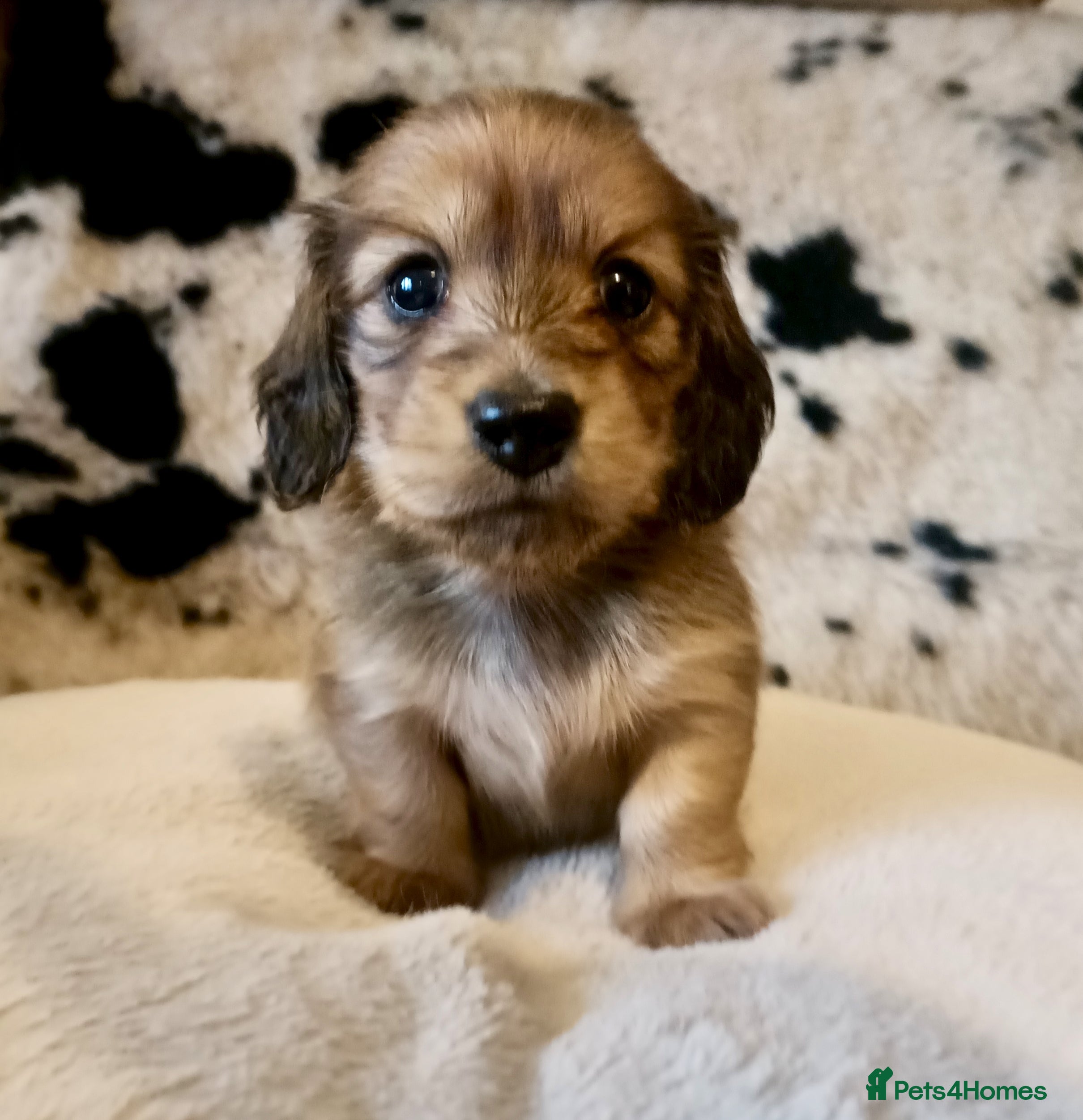 Miniature Dachshund dogs KC registered mini Longcoat dachshund - Advert 15