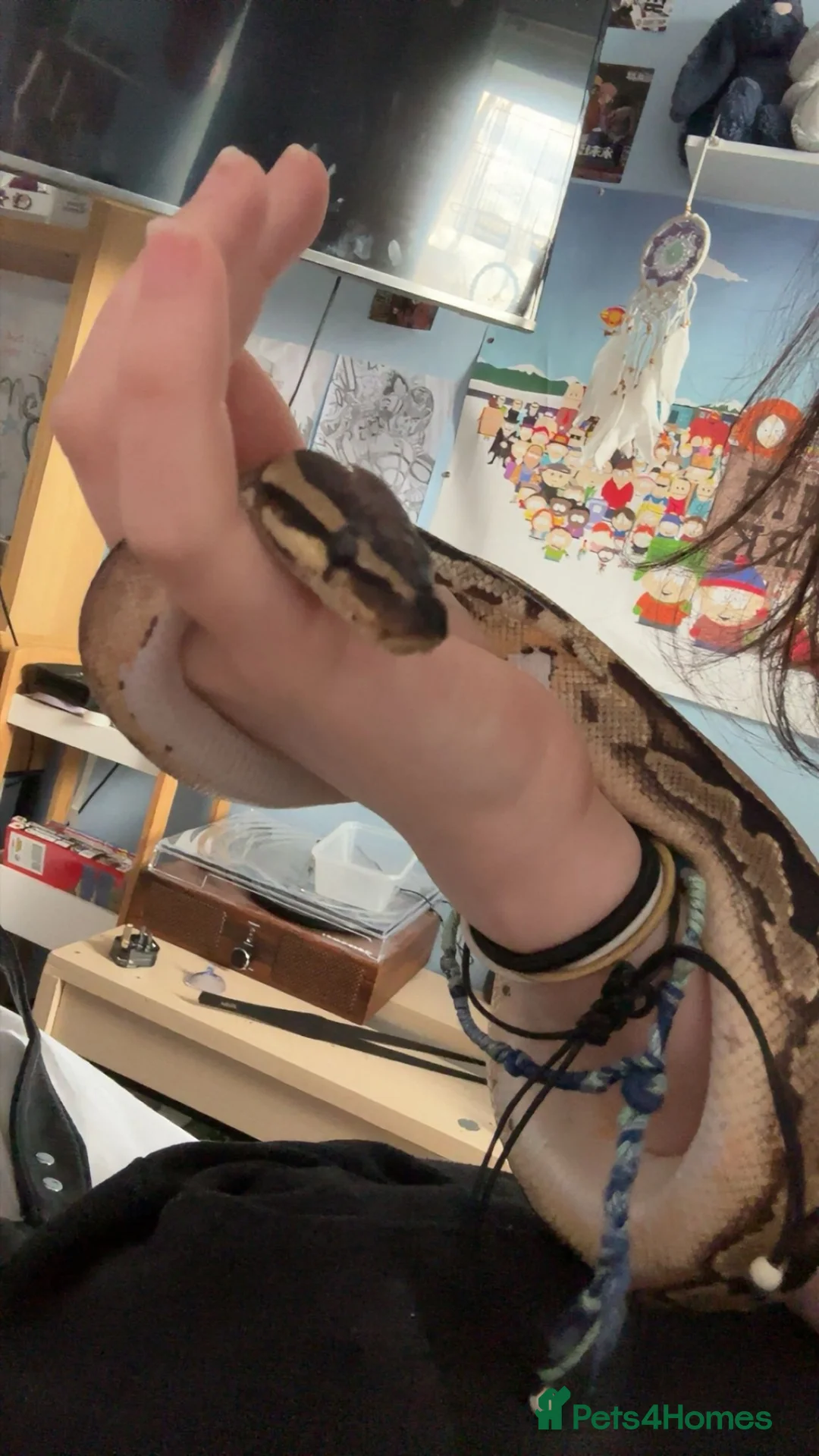 Snake reptiles for sale: Royal Ball Python / Very low pied in Norwich - Advert 2