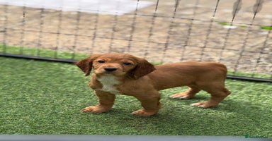 Cocker Spaniel dogs - Advert 8