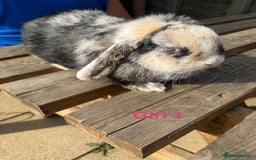 Mini Lop rabbits for sale: Gorgeous mini lops - Image 1