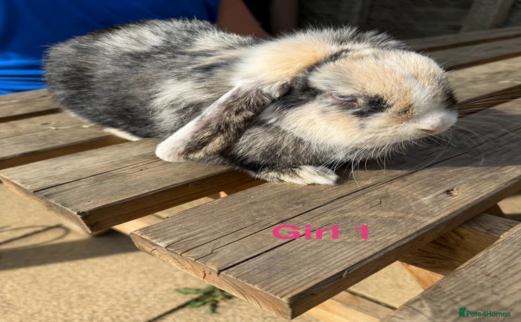 Mini Lop rabbits - Advert 18