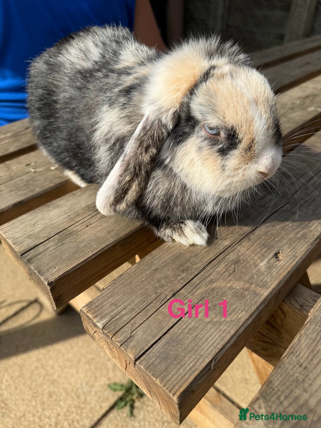 Mini Lop rabbits for sale: Gorgeous mini lops - Image 1