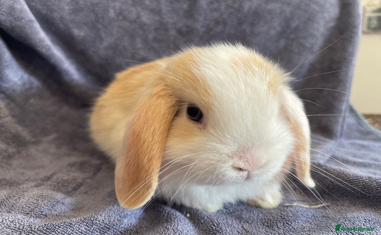 Mini Lop rabbits - Advert 2
