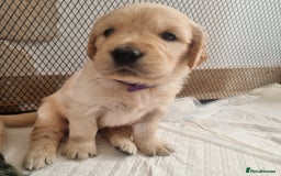 Golden Retriever dogs for sale: KC Reg Golden Retriever Puppies – Champion Lines  - Image 2