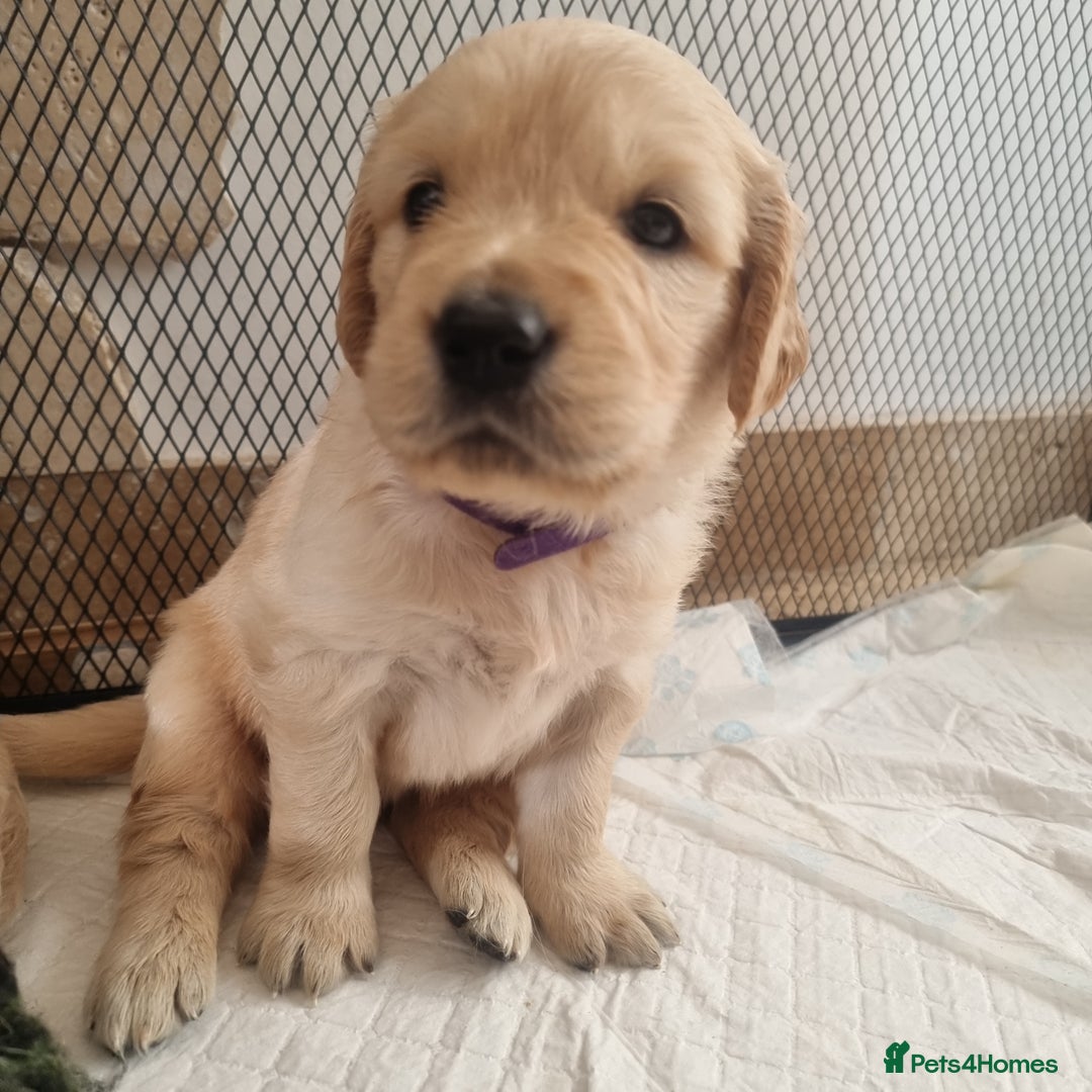 Golden Retriever dogs for sale: KC Reg Golden Retriever Puppies – Champion Lines  - Image 2