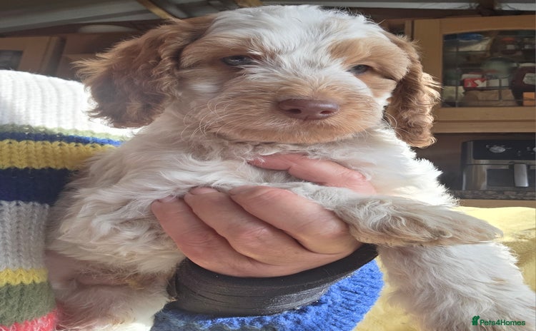 Cockapoo dogs - Advert 6