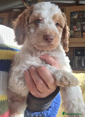 Cockapoo dogs - Advert 6