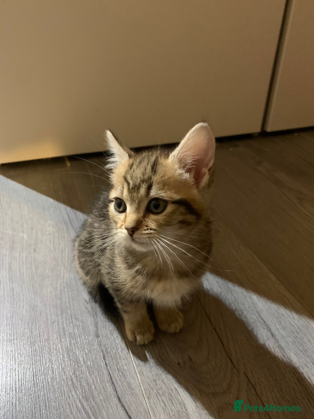 Munchkin cats for sale: Beautiful tabby kittens - Advert 8