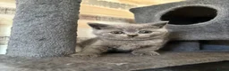 British Shorthair cats for sale: British Blue & Lilac Shorthair Kittens - Advert 9