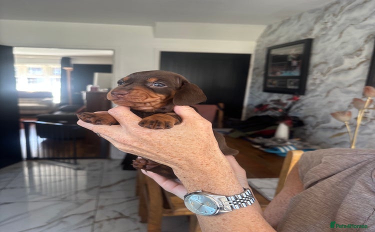 Dachshund dogs - Advert 1
