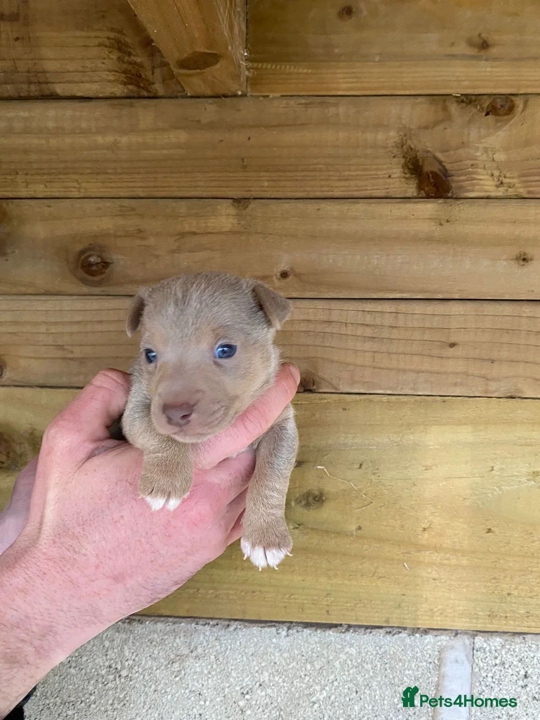 Jack Russell dogs for sale: Beautiful coloured Jack Russell puppies  - Advert 2