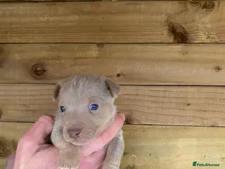 Jack Russell dogs Beautiful coloured Jack Russell puppies - Advert 5