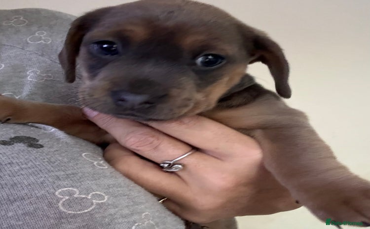 Mixed Breed dogs - Advert 3