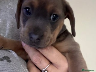 Mixed Breed dogs for sale - Advert 1