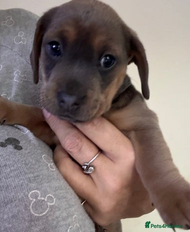 Mixed Breed dogs - Advert 3