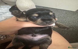 Yorkshire Terrier dogs for sale: Yorkshire Terrier Puppies  - Advert 35