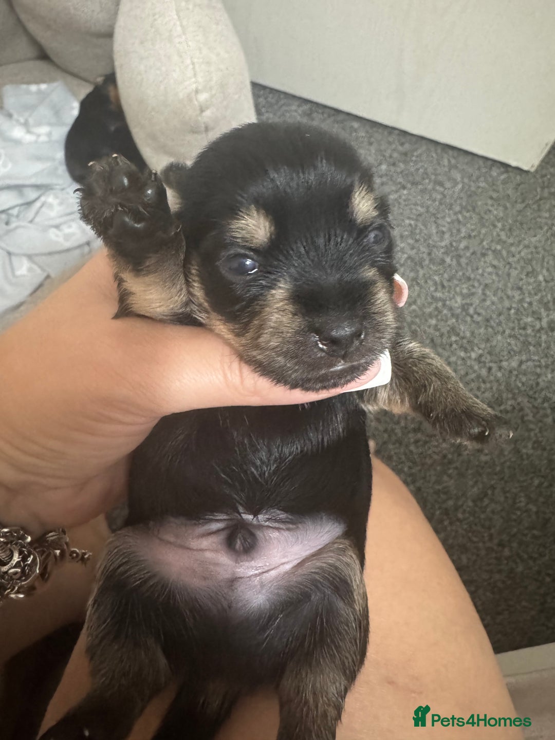 Yorkshire Terrier dogs for sale: Yorkshire Terrier Puppies  - Advert 35