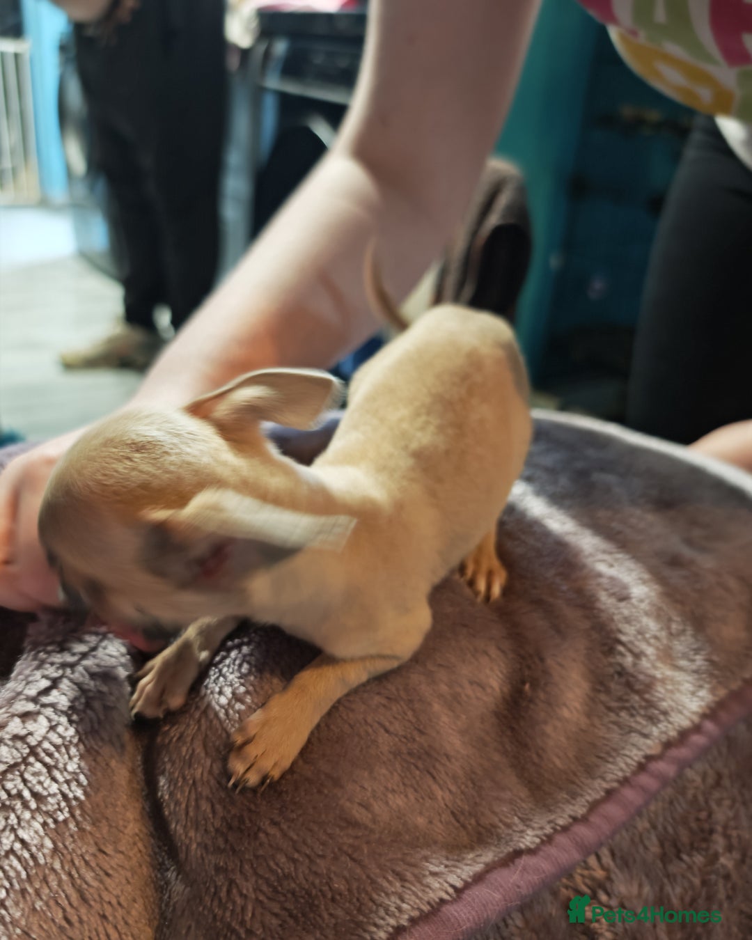 Chihuahua dogs for sale: Apple head chihuahua puppys - Image 4